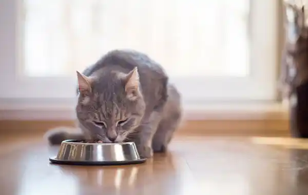 Should I feed my cat wet or dry food? Should I feed my cat wet or dry food?