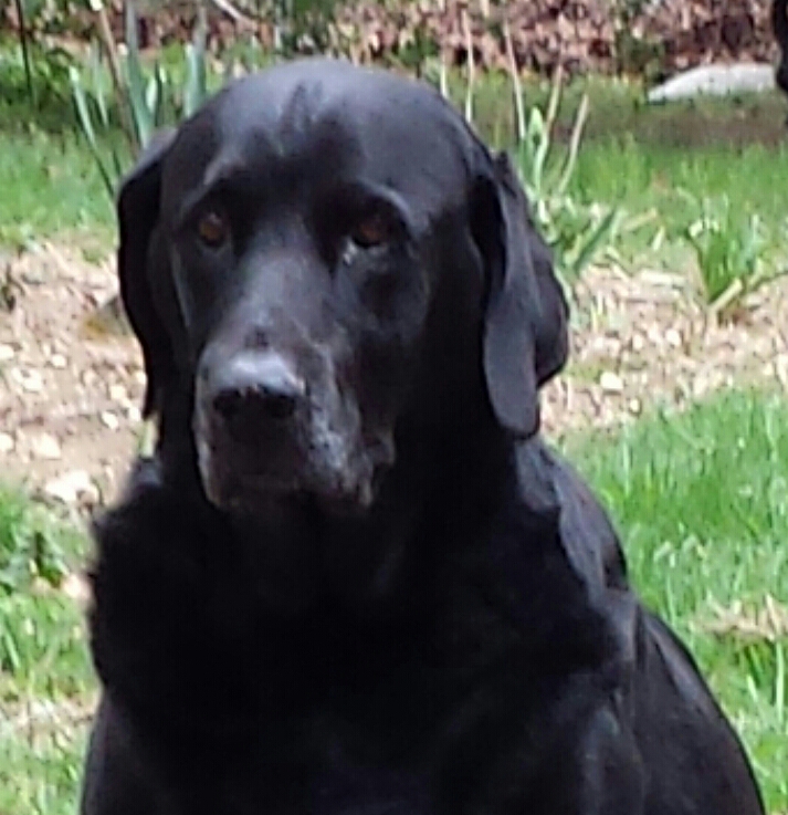 Dozer - Hanna Scheer