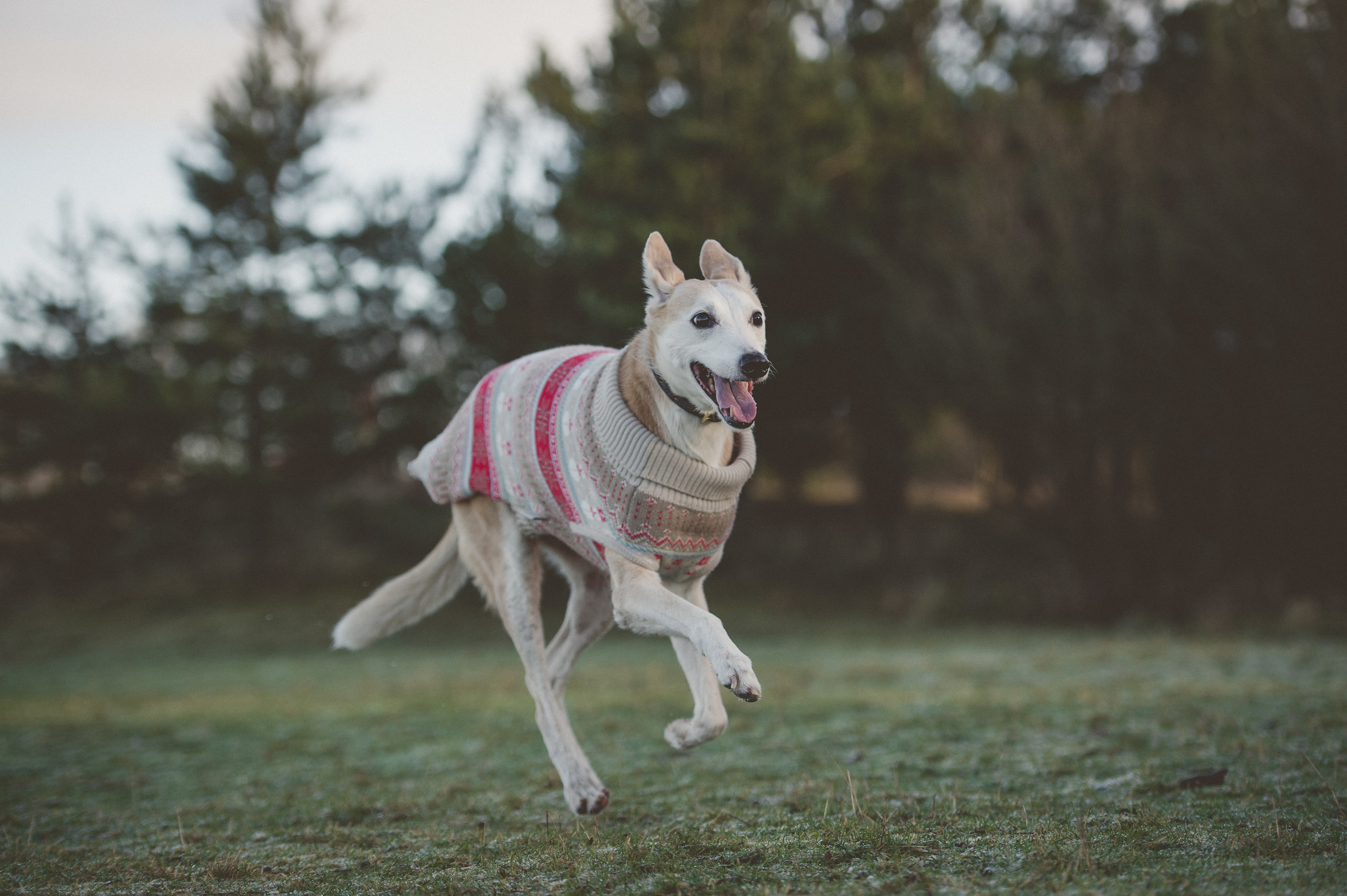 Jake - Kimberley Brown