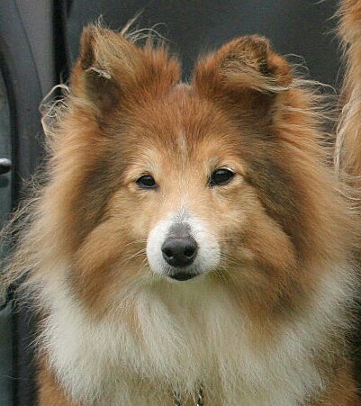 Sadie - unknown unknown