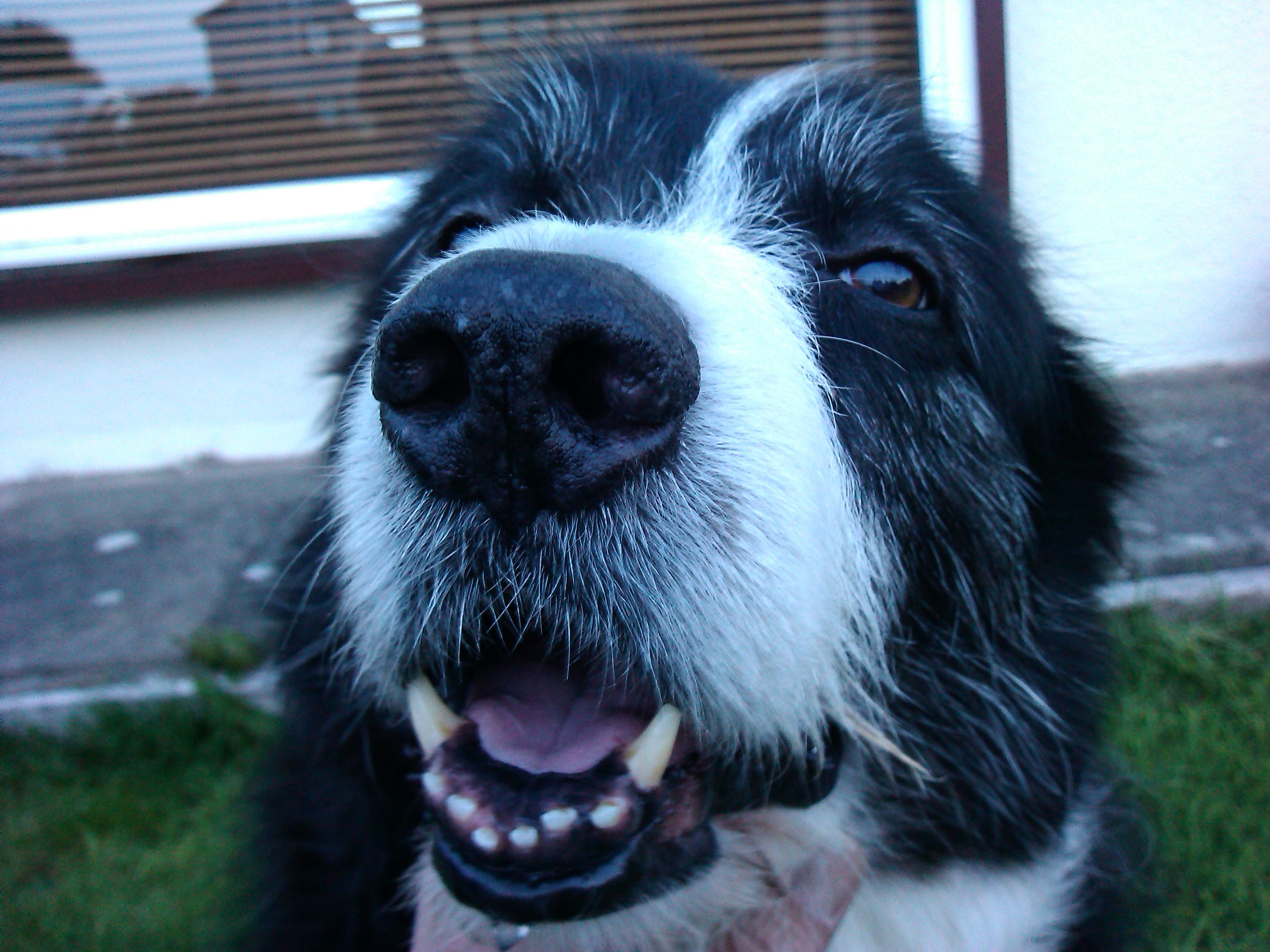 Smudge - Nigel unknown