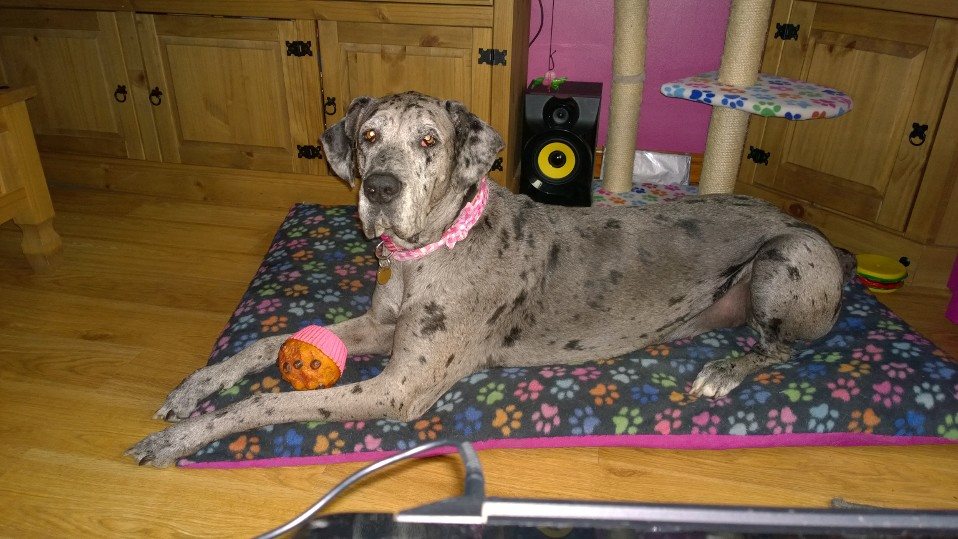 Maci - Liesa Saunders