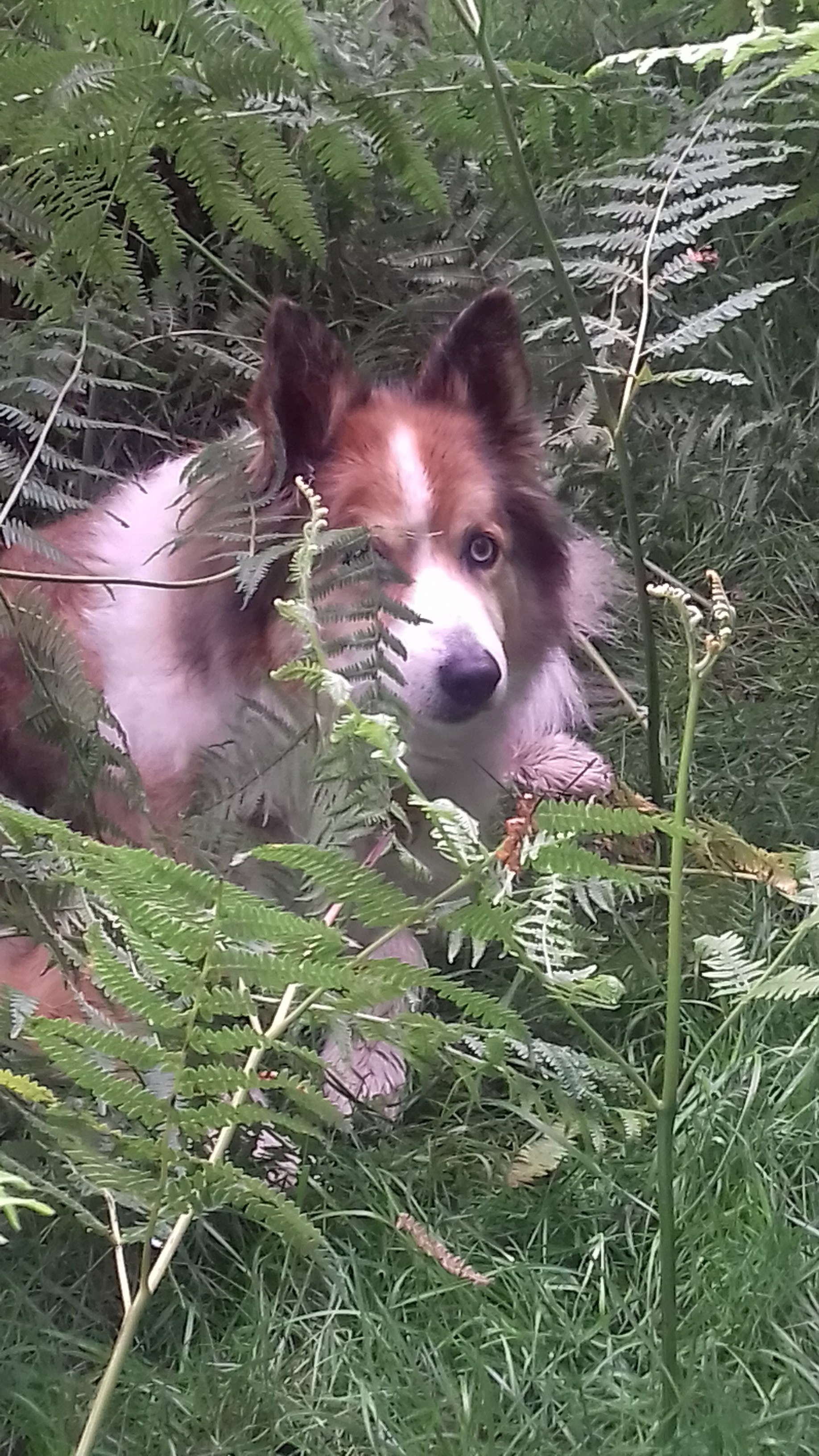 Joe - Carole Richardson