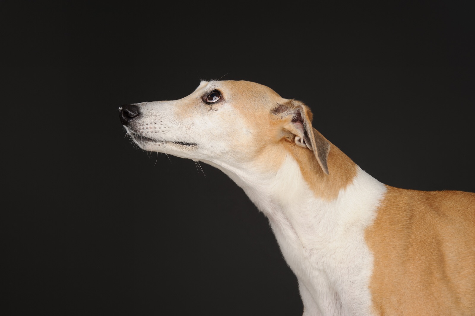 Peggy-sue - Lorraine Horlock