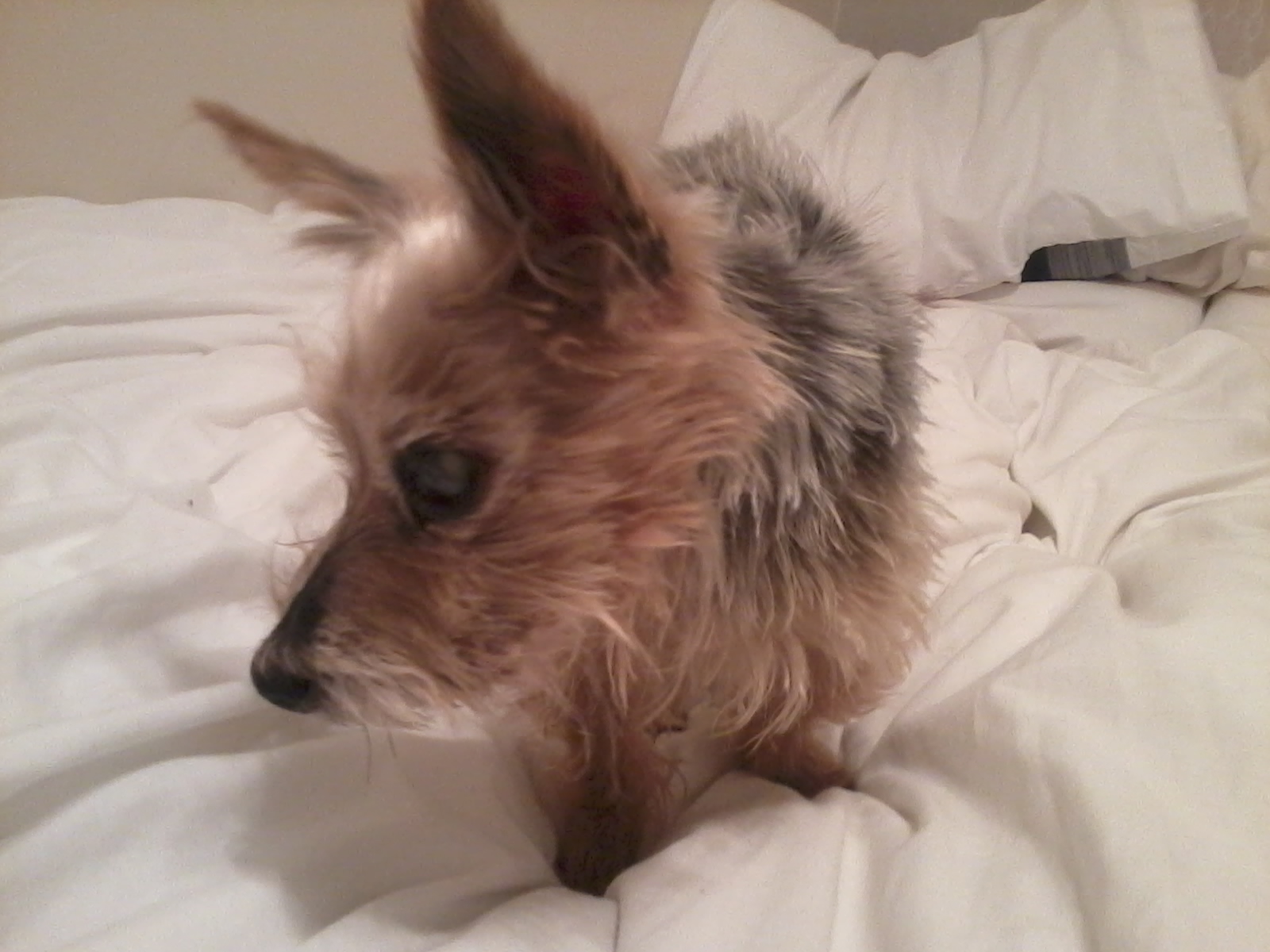 Max - Samantha Womack