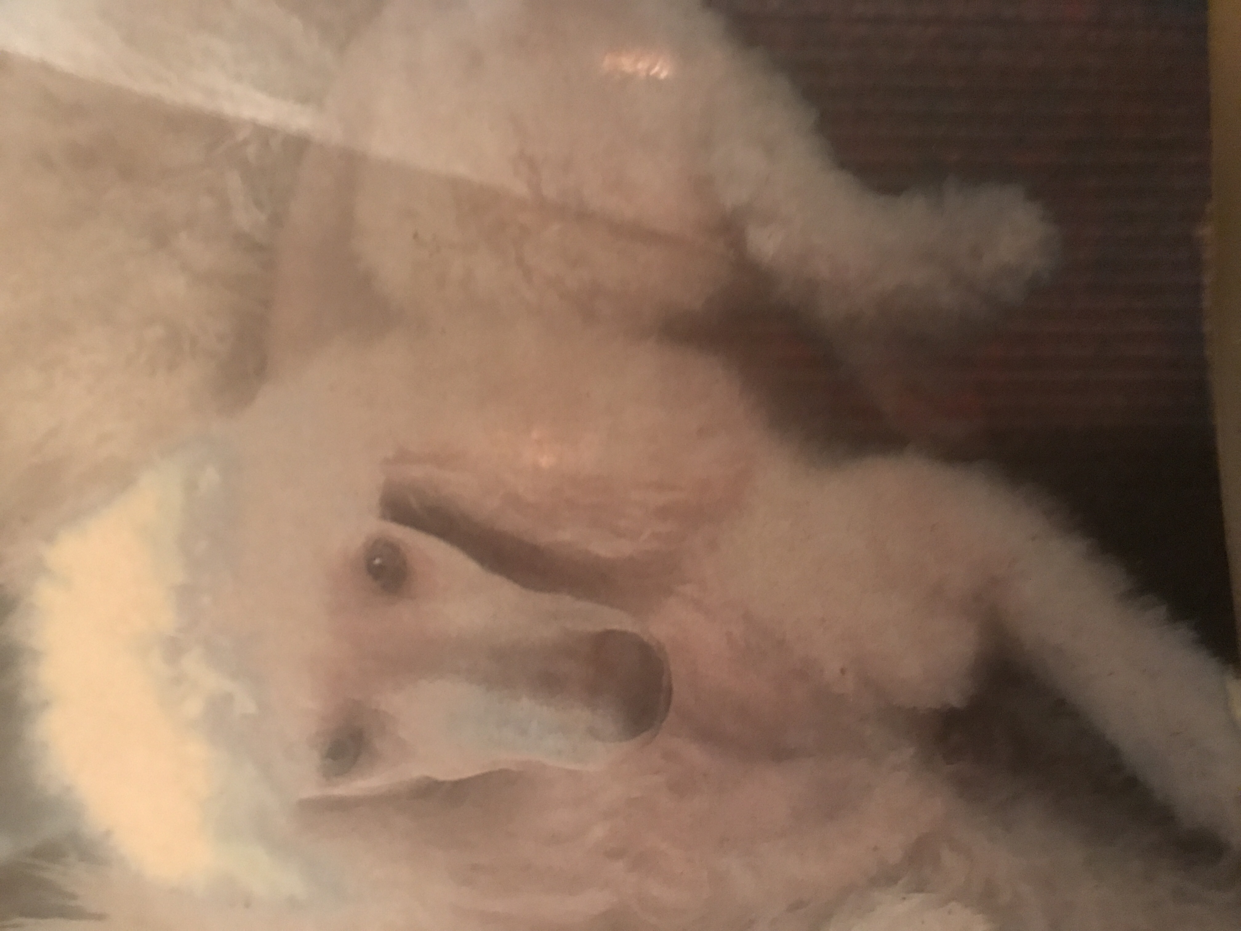 Goldie - Suzanne Brice