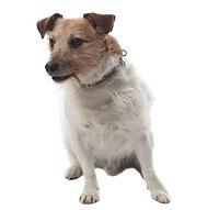 Arnie - Sue Mccafferty