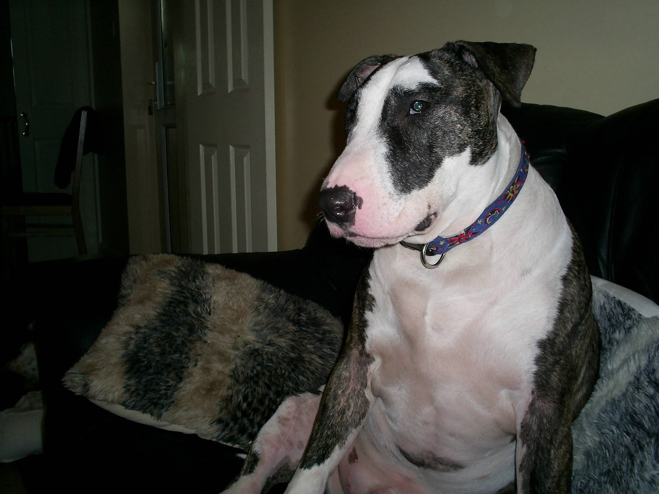 Bart - Veronica Baldwin