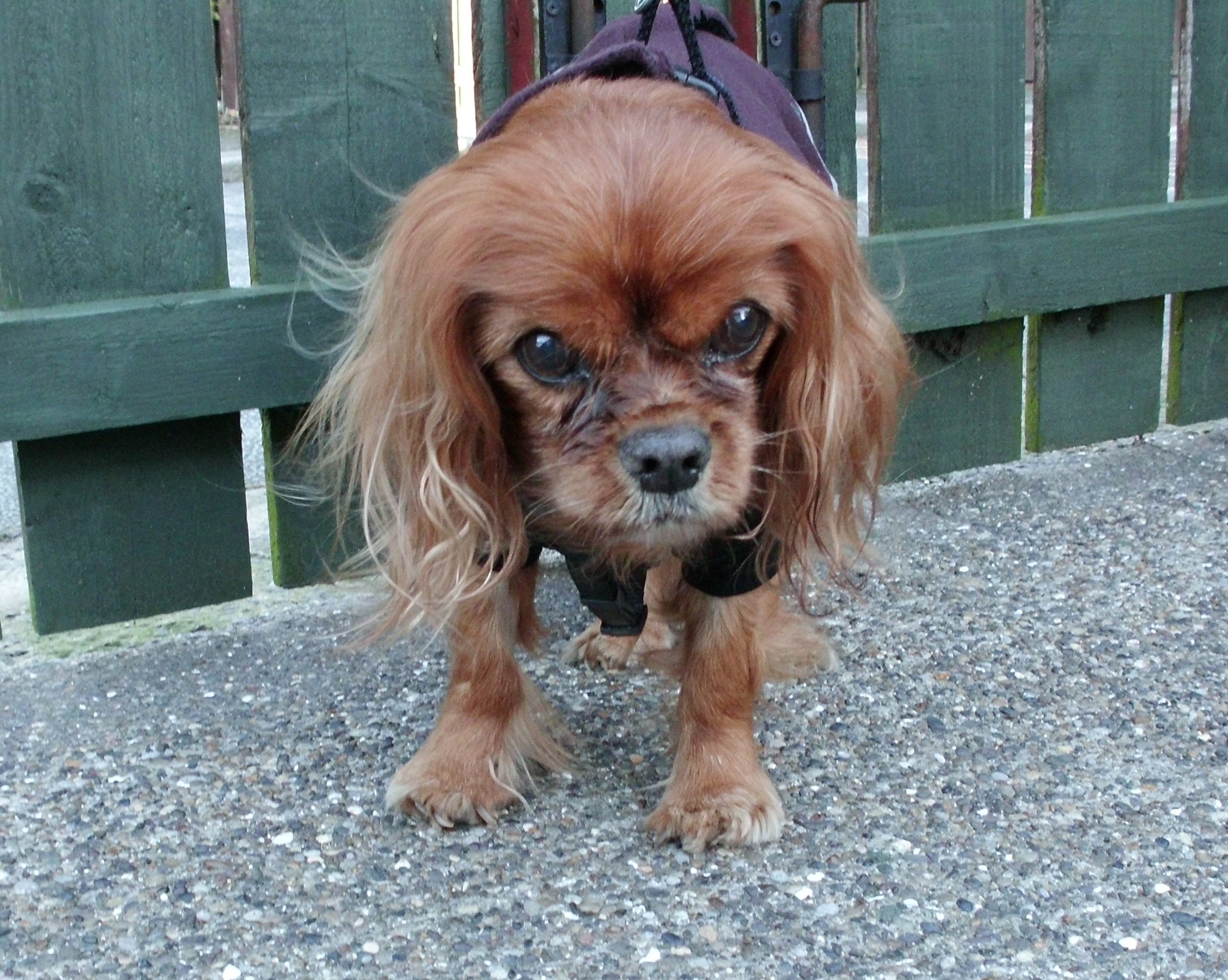 Sophie - Margarita Kennedy