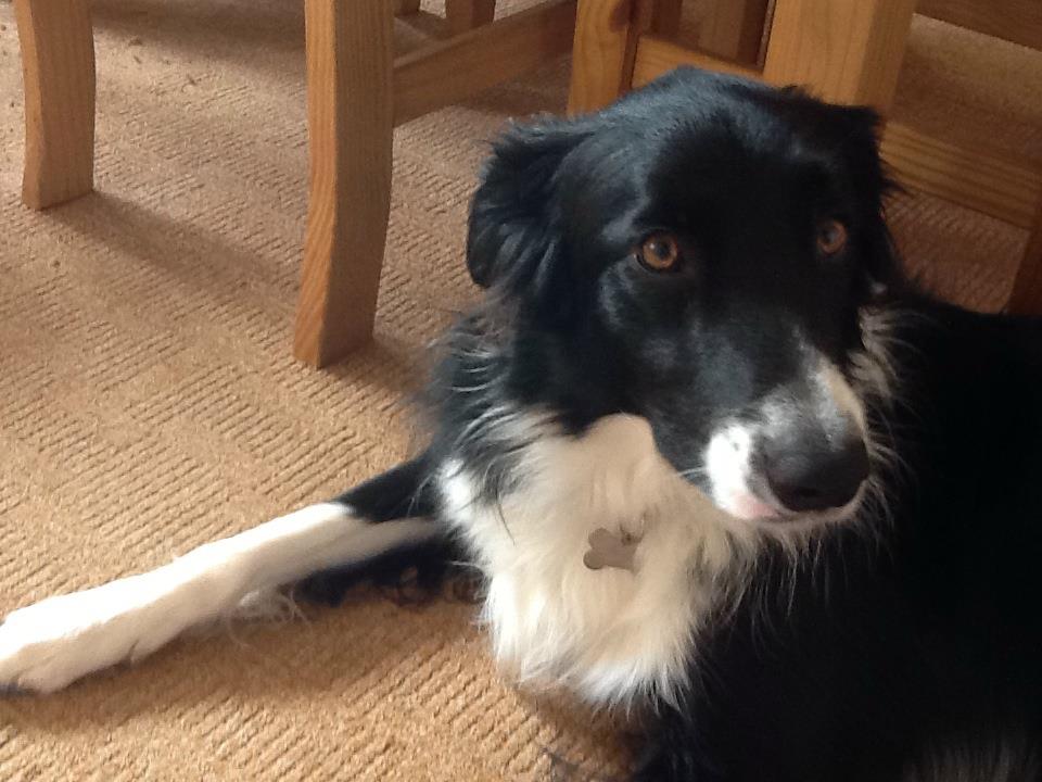 Sammy - Molly Rumble