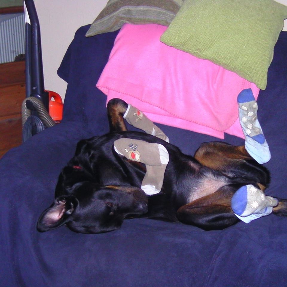 Tyler - Gaelle Harrison