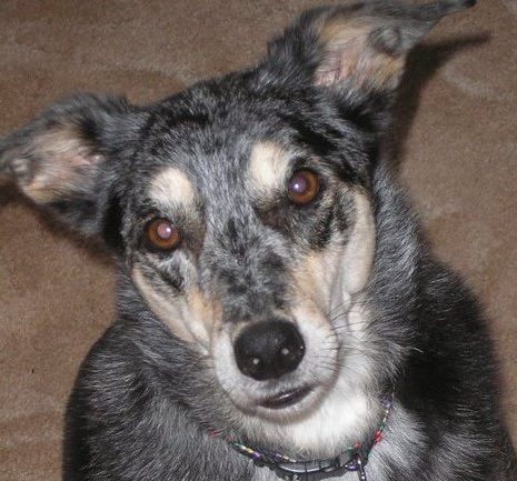 Merlin - Nicola Hobbs