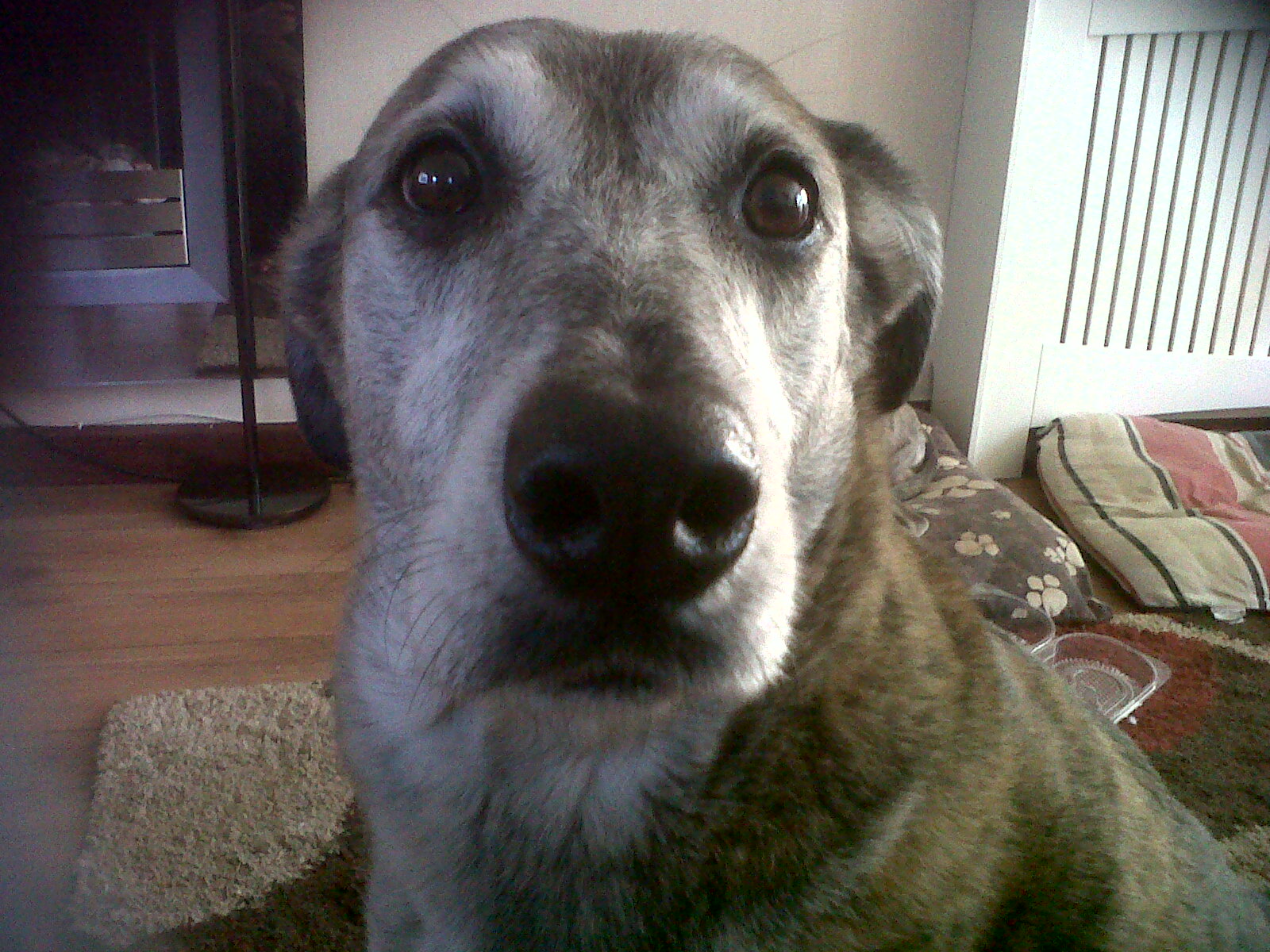 Morgan - Wendy Butler