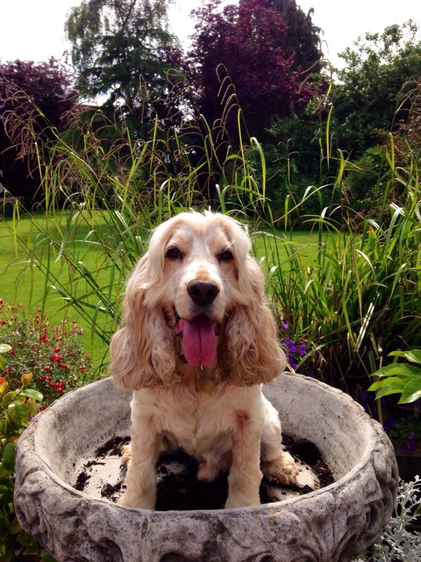 Ozzy - Nicole Crockford