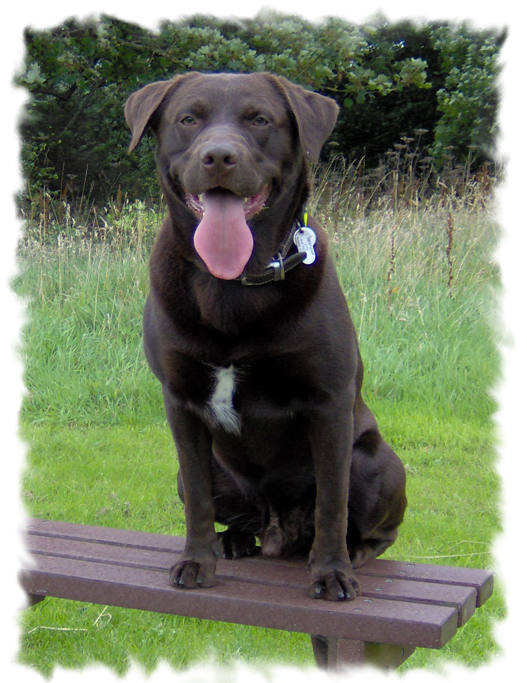 Digger - Dave Gerrard