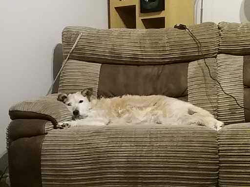 Tess - Rachel Spence