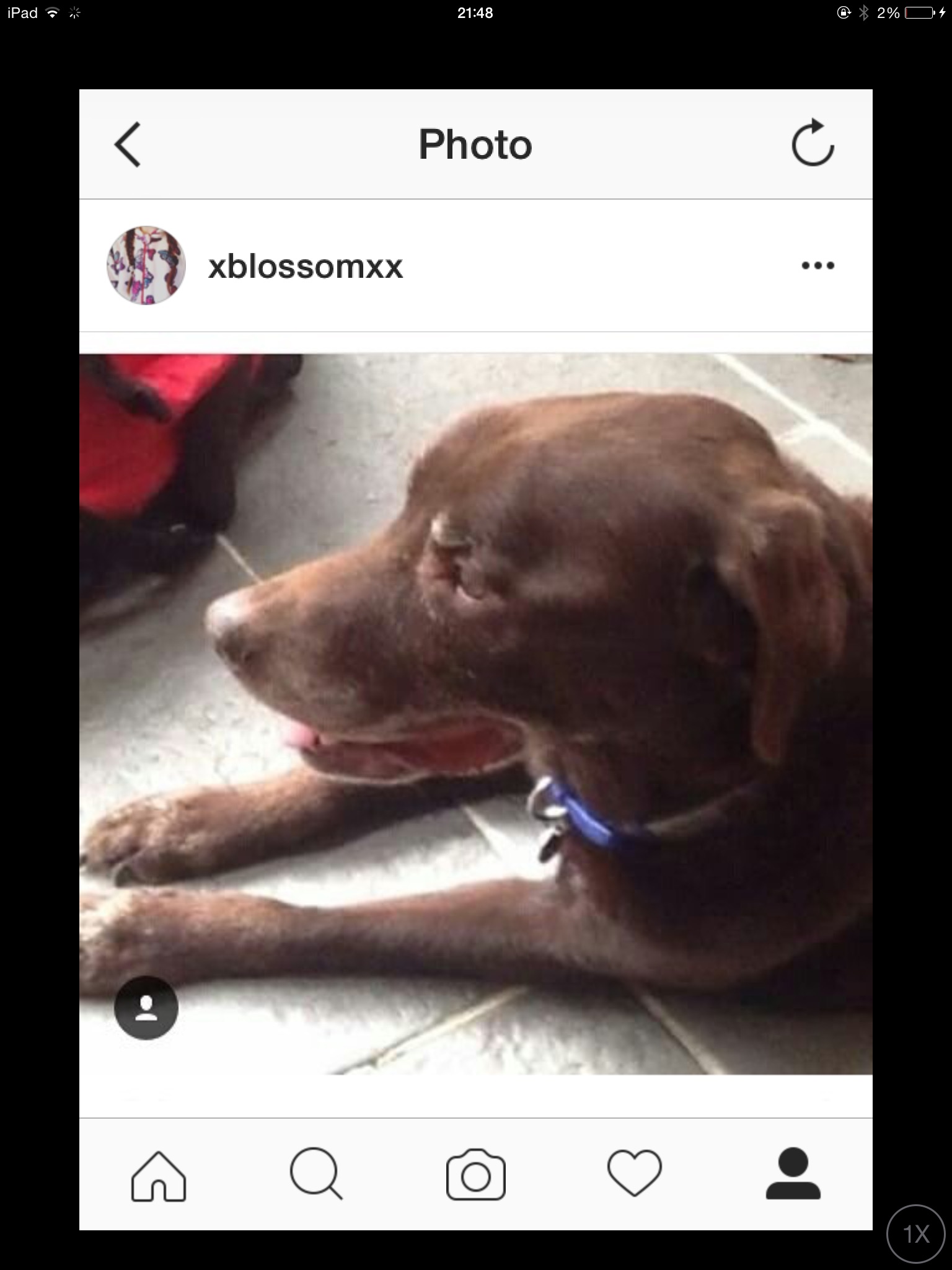 Bruno - Lauren Howlett