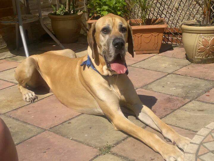 Diesel - Liesa Saunders