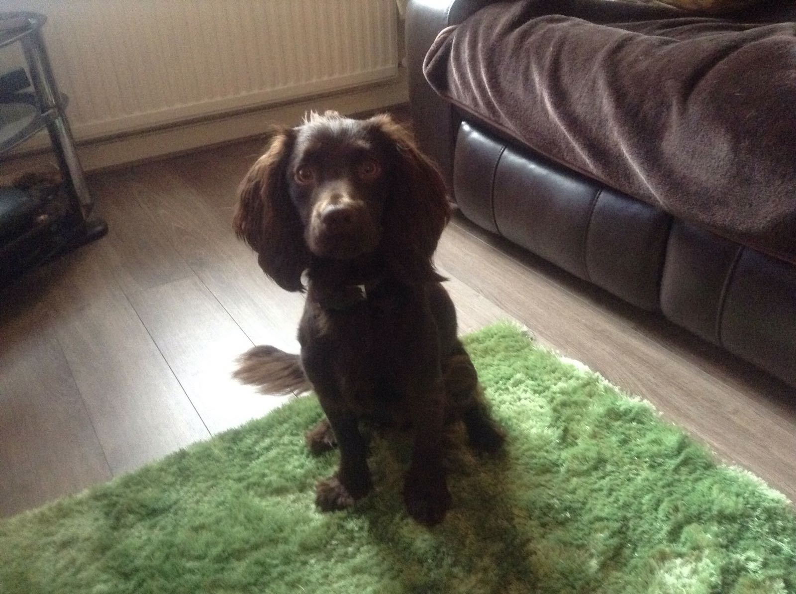 Ollie - Sharon Bailey