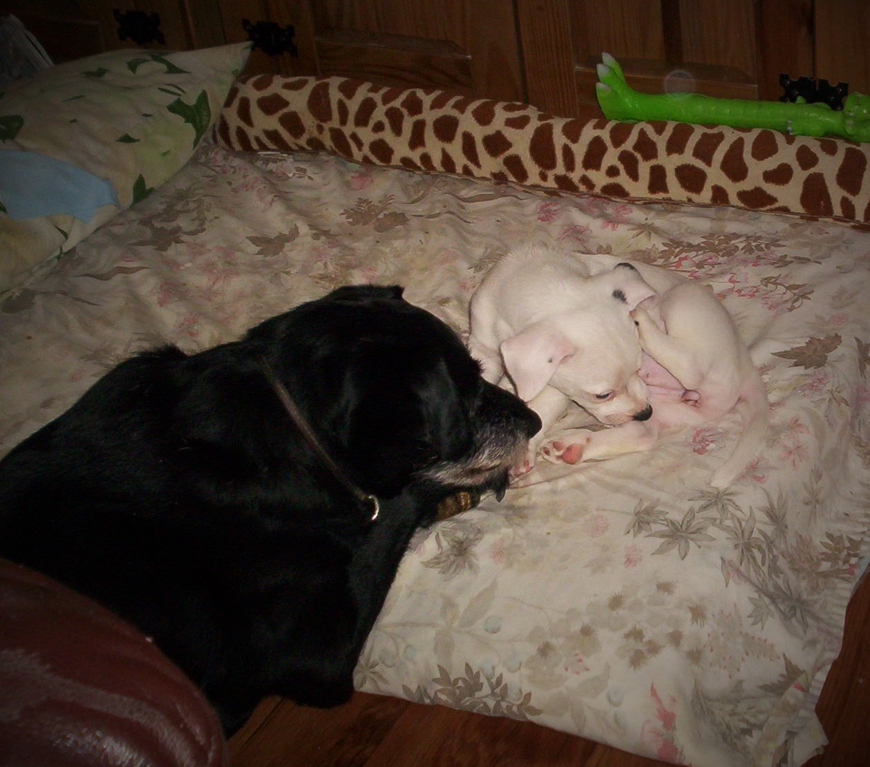 Jj daddy Dog - unknown unknown