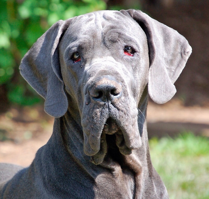 Enzo - Therasa Bailey