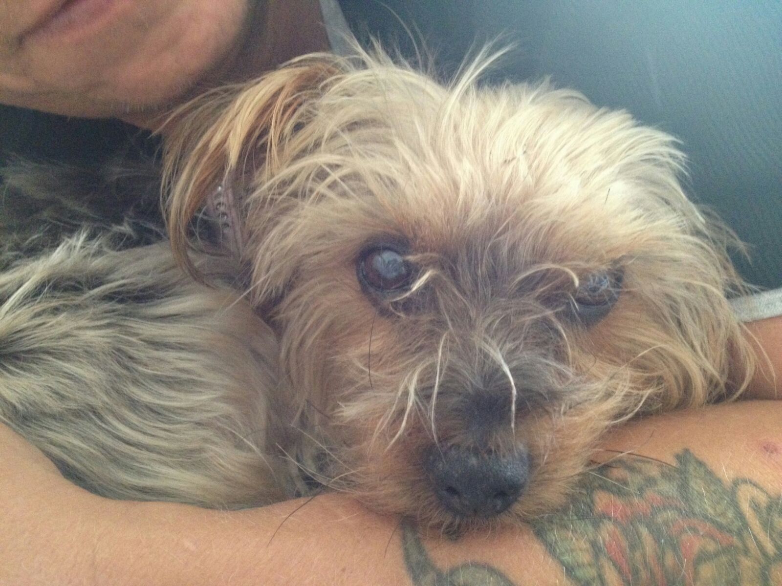 Millie - Jacqui Haines