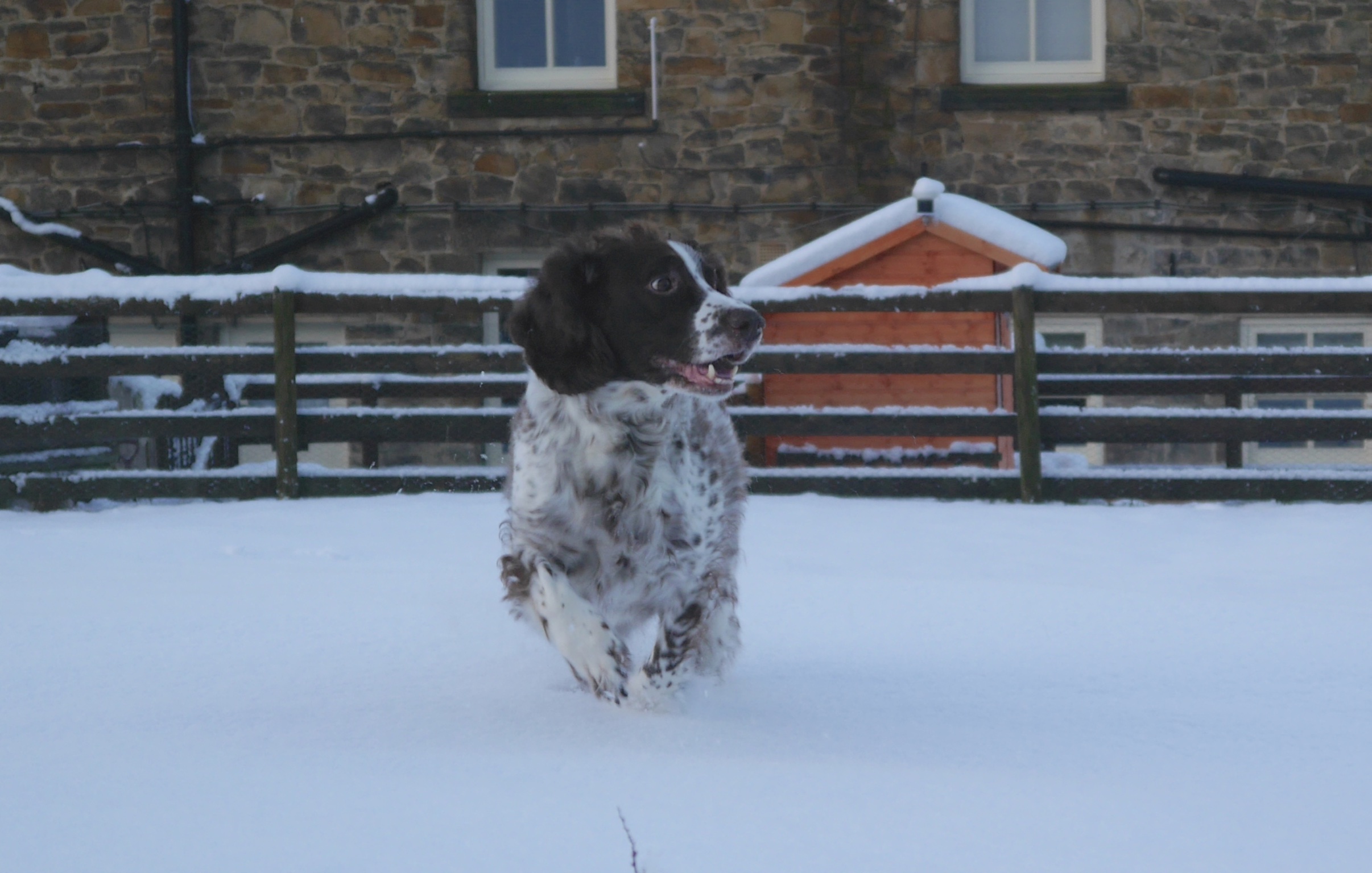 Lad - Maxine La Grange