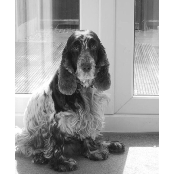 Berry - Lolly Forbes