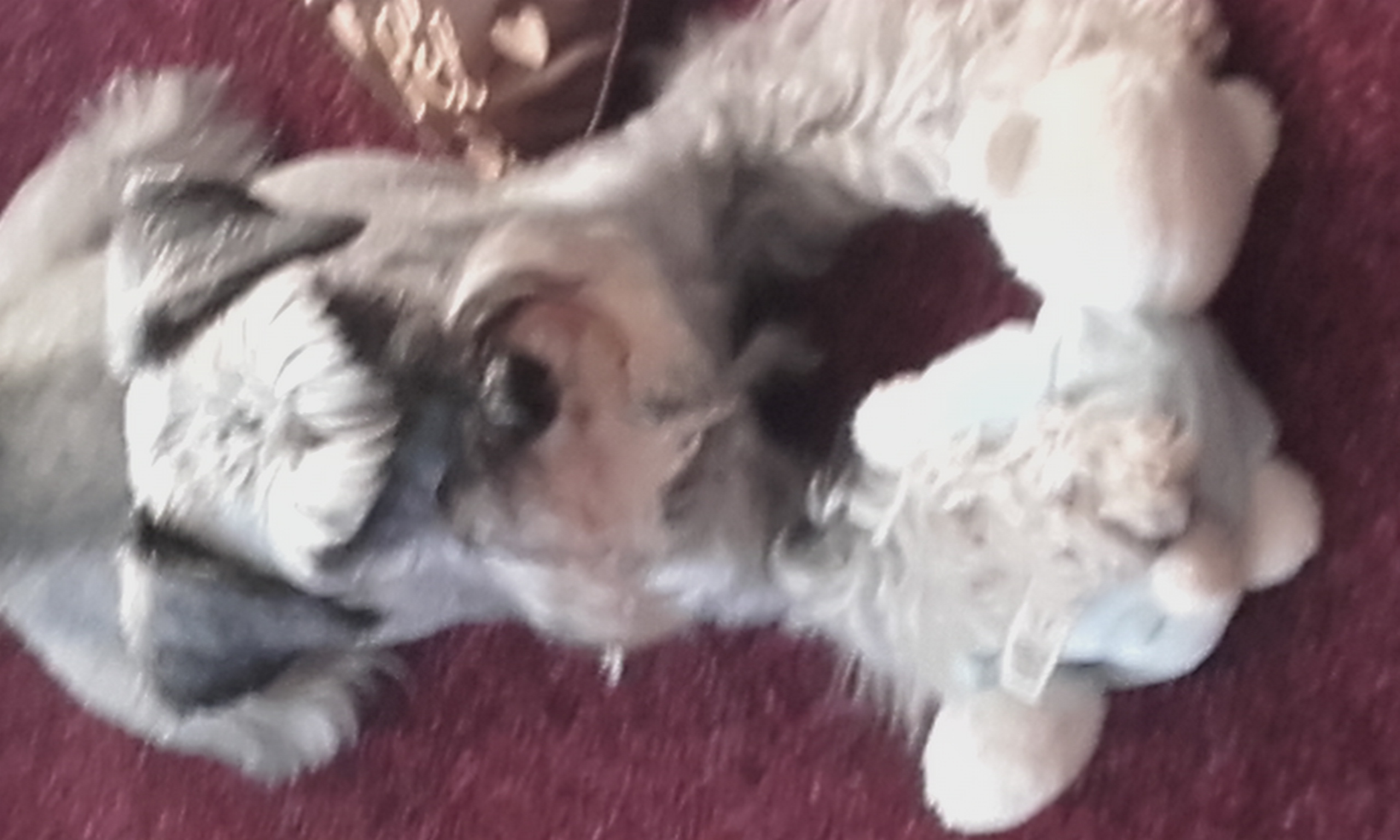 Suzi - Christine Craib