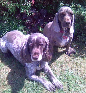 Missy And Fagin - Wendy Ford