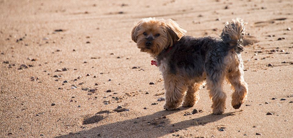 Fergus - Eileen Davidson