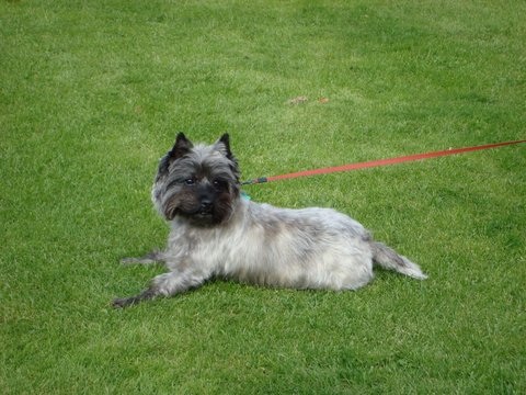 Skye - Rosemary Cairns