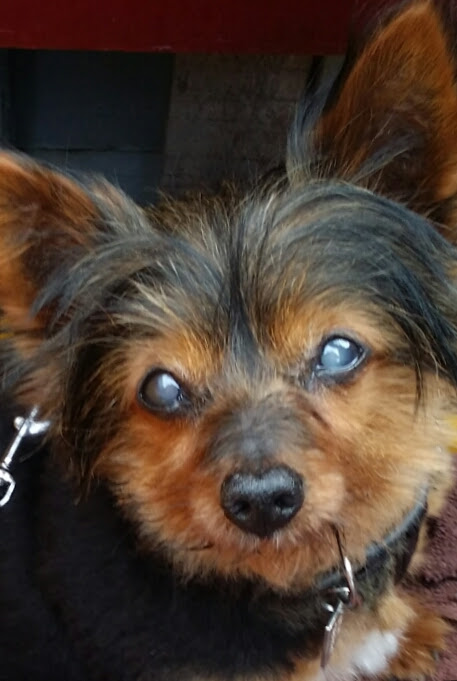 Elmo - Jacqui Haines