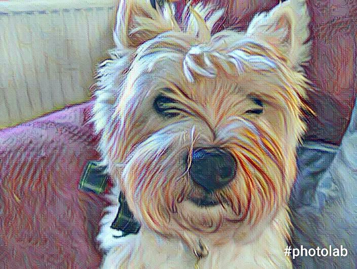 Angus - Julie Nicholson