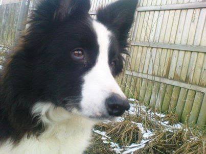 Sam - Patricia Lyndsey