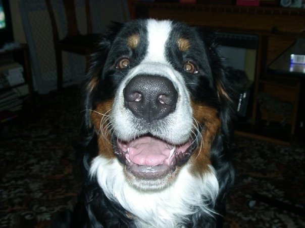 Bailey - baileyrenton 