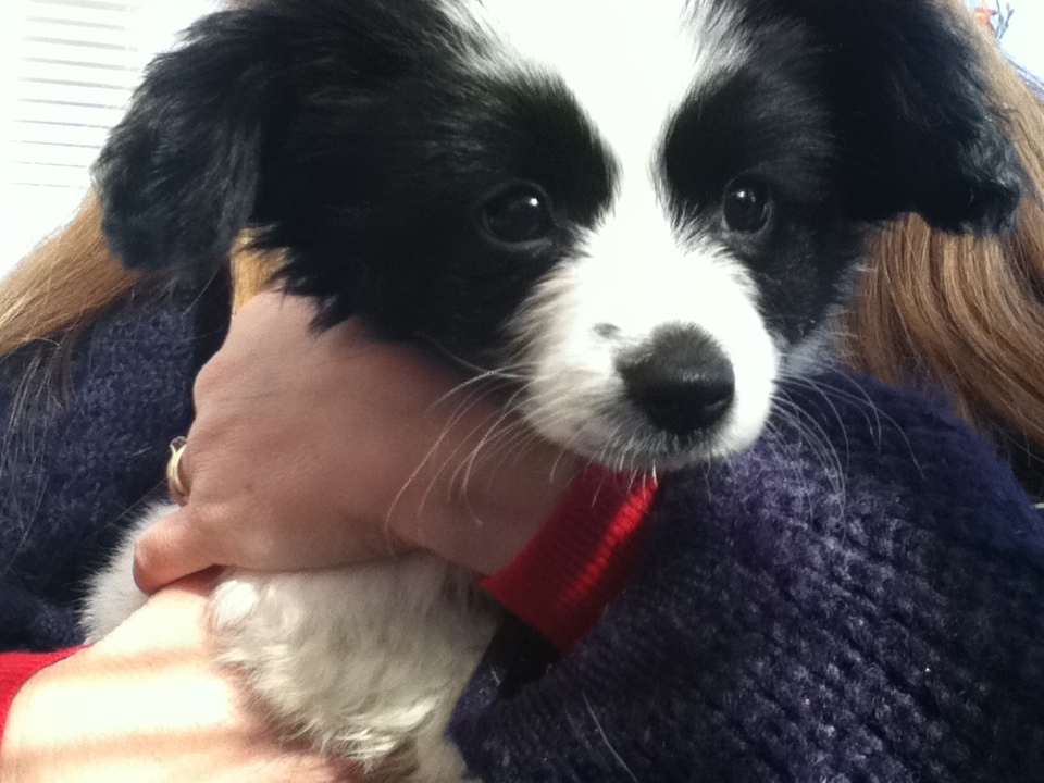 Roly - caninePETpuppy 