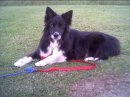 Dot - i love my border collies 