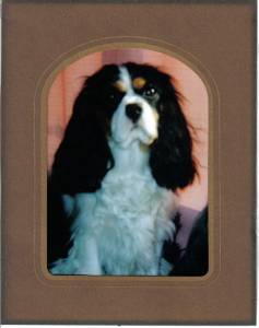 Mollie - olive tyler 