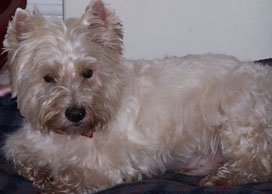 Buttons - moonpig.com 