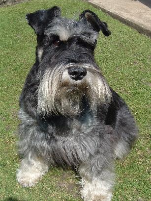 Barney - dashwortley 