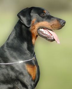 Tyson - Doberman luva 