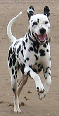 D]artagnon - Steve Barber 