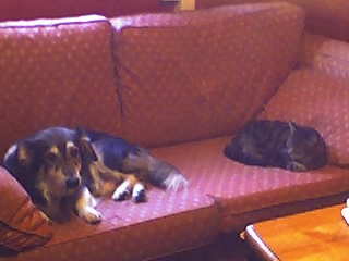 Jack - PeppyPringle10 