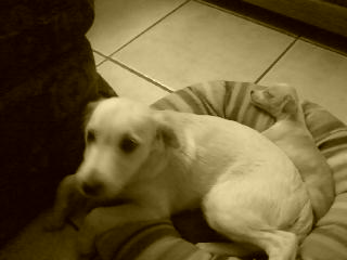 Henrietta - Denise14 