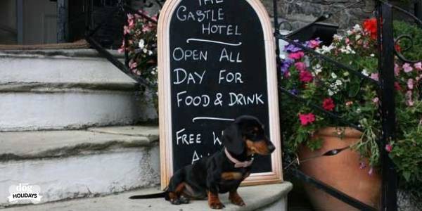 318_154_the-castle-hotel-viscious-guard-dog-millie_thb