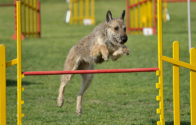 Belgian Shepherd Laekenois breed profile