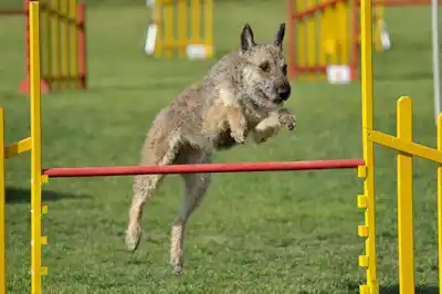 Belgian Shepherd Laekenois breed profile Belgian Shepherd Laekenois breed profile