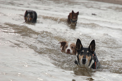 Dogs-beach5634.jpg