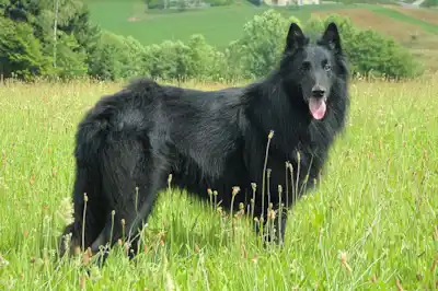 Belgian Shepherd Groenendael breed profile Belgian Shepherd Groenendael breed profile